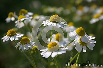 The healing chamomile Stock Photo