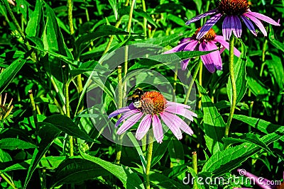 Healing flowers Echinacea by the countryside and bumblebee. Stock Photo