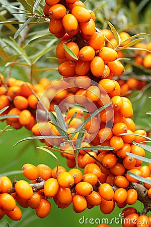 Healing fruit Hippophae rhamnoides Stock Photo