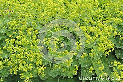 Healing herbs plant Alchemilla vulgaris, Alchemilla Glaucescens, Alchemilla mollis, the garden lady`s-mantle or lady`s-mantle in Stock Photo