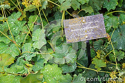 Healing herbs plant Alchemilla vulgaris, Alchemilla Glaucescens, Alchemilla mollis, Alchemilla propinqua, the garden lady`s-mantle Stock Photo