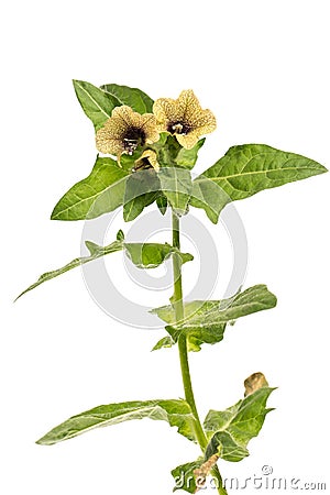 Healing plants: Black Henbane Hyoscyamus niger - isolated on white background Stock Photo