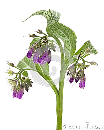 Healing plants: Comfrey Symphytum officinale L. detail against a white background Stock Photo