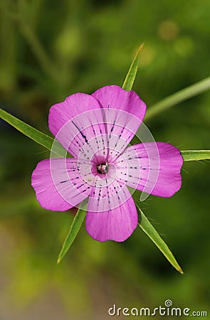 Healing pink corn cockle Agrostemma githago Stock Photo