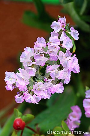 Healing pink sea lavender bloooming Stock Photo