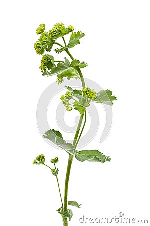 Lady`s mantle Frauenmantel - Alchemilla xanthochlora in front of white background Stock Photo