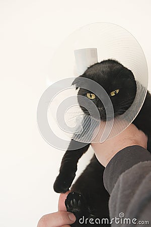 Healing Protective Cone for pets.Examining Cat with a veterinarian.Cat in a Anti Bite Safety Neck Collar . black Cat in Stock Photo