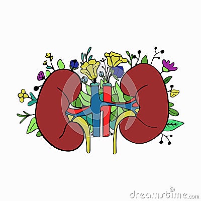 Health care concept. Urology and urology and nephrology, kidneys health Cartoon Illustration