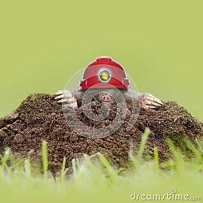 Health and safety mole Stock Photo