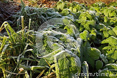 Health, Urtica dioica, often called common nettle or stinging nettle Stock Photo