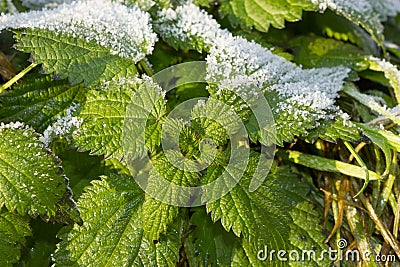 Health, Urtica dioica, often called common nettle or stinging nettle Stock Photo