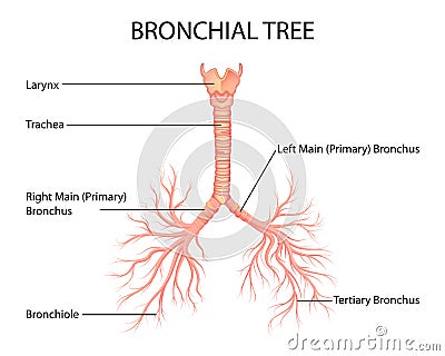 Healthcare and Medical education drawing chart of Human Bronchial Tree of Lungs for Science Biology study Vector Illustration