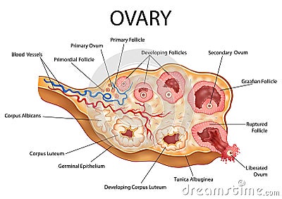 Healthcare and Medical education drawing chart of Human Female Ovary showing Follicle development stage and Ovulation Vector Illustration
