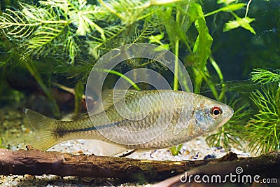 Healthy active adult specimen of European bitterling, Rhodeus amarus, little omnivore ornamental fish in a temperate biotope Stock Photo