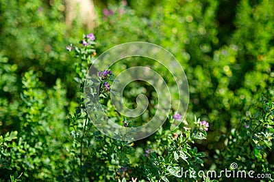 Alfalfa organic plant that has been grown as feed for livestock Stock Photo