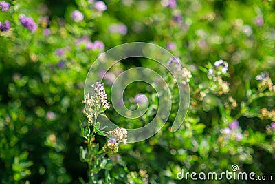 Alfalfa organic plant that has been grown as feed for livestock Stock Photo