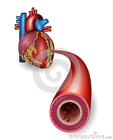 Healthy artery Vector Illustration