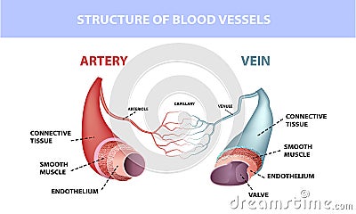 Healthy artery and vein anatomy, layers of arteries and veins, medical illustration Vector Illustration