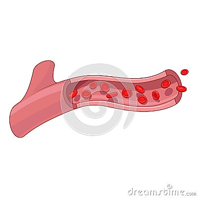 Healthy blood vessel vector illustration Vector Illustration