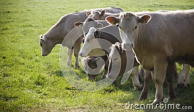 Healthy cattle livestock, Idyllic Rural, UK Stock Photo