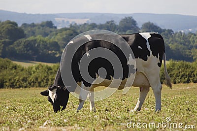 Healthy cattle livestock, Idyllic Rural, UK Stock Photo