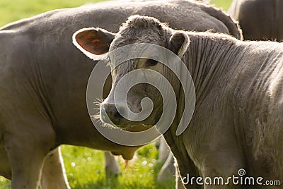 Healthy cattle livestock, Idyllic Rural, UK Stock Photo