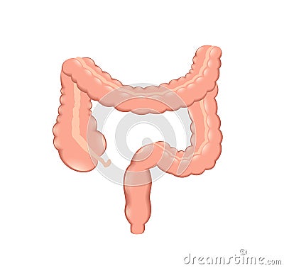 Healthy colon Stock Photo