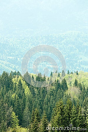 Healthy, colorful coniferous and deciduous forest Stock Photo