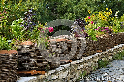 Healthy comestible herbs potted in the basket, garden exterior Stock Photo
