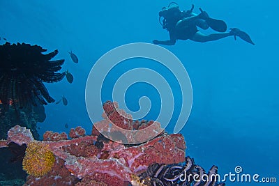 Healthy Coral Reef life off Balicasag Island, Panglao, Bohol, Philippines Stock Photo