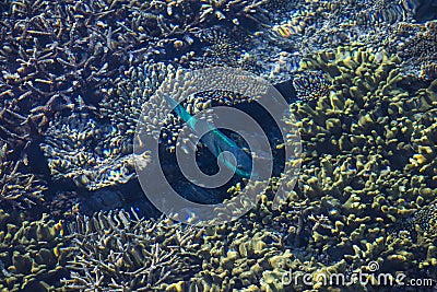 Healthy Corals and green fish in the Maldives, Laccadivian Sea Stock Photo