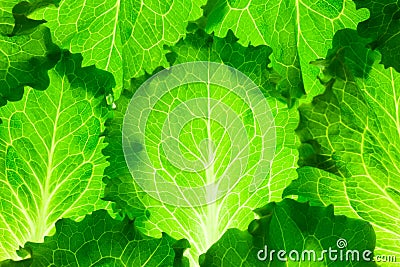 Fresh Lettuce / green leaves background / makro Stock Photo