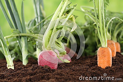 Healthy eating ripe vegetables in garden Stock Photo