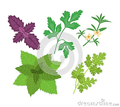 Healthy, environmentally friendly natural vegetation. Basil, parsley, savory, mint, cilantro. Vector Illustration