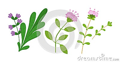 Healthy, environmentally friendly natural vegetation. Thyme, oregano, sage. Vector Illustration