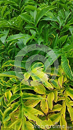 Healthy and faded Leaves of Elephant Yam Plant Stock Photo