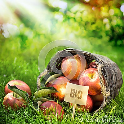 Healthy farm fresh apples graded Bio Stock Photo