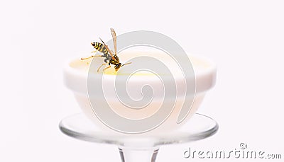 Healthy food and lifestyle concept. Natural and organic product. Natural sweetener. Honey producing. Natural honey and Stock Photo