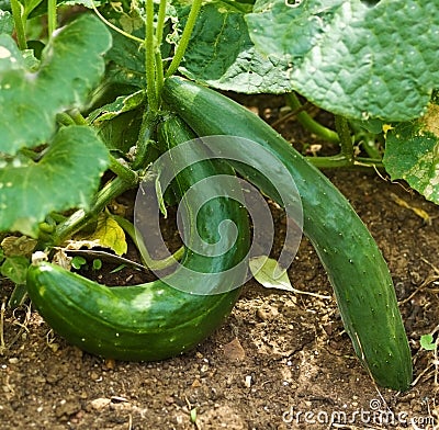 Healthy food organic cucumber in garden Stock Photo