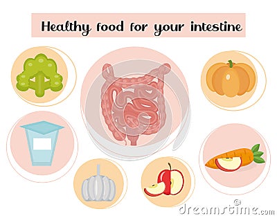 Healthy food for your intestines. Concept of food and vitamins, medicine, prevention of digestive system diseases Vector Illustration