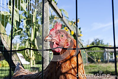 Healthy free range chicken Stock Photo