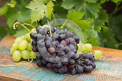 Healthy fruits Red and White wine grapes in the vineyard, dark g Stock Photo