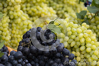 Healthy fruits Red wine grapes background/ dark grapes/ blue grapes/wine grapes Stock Photo