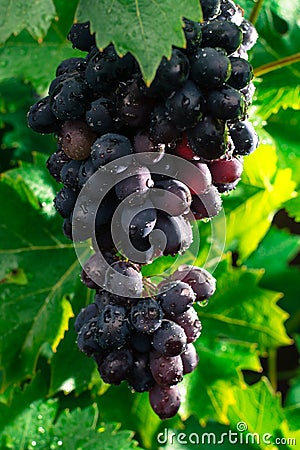 Healthy fruits Red wine grapes riping in the vineyard, dark grapes/ blue grapes/wine grapes, bunch of grapes ready to harvest Stock Photo