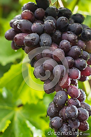 Healthy fruits Red wine grapes riping in the vineyard, dark grapes/ blue grapes/wine grapes, bunch of grapes ready to harvest Stock Photo