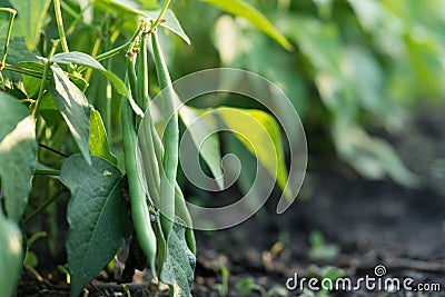 Healthy green beans hanging on a bean plant in kitchen garden on a crop bed Stock Photo