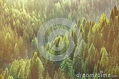 Healthy green trees in a forest of old spruce, fir and pine trees Stock Photo