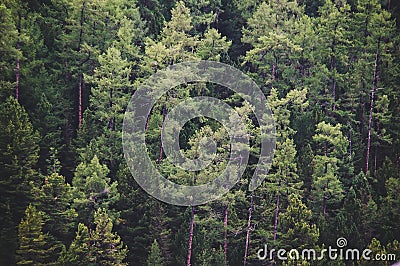Healthy green trees in a forest of old spruce, Stock Photo