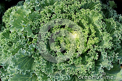 Healthy green and white leaves of ornamental cabbage often used as ground cover in landscaped gardens Stock Photo