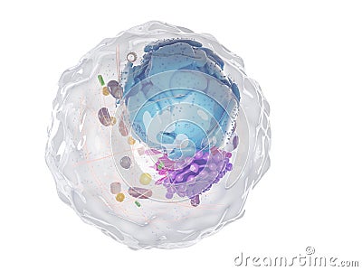 A healthy human cell Cartoon Illustration